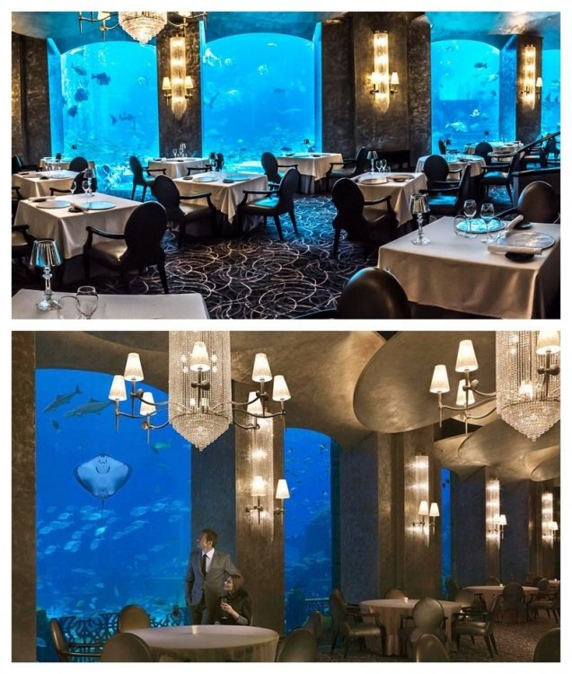 1818282921_UnderwaterRestaurantCollage.thumb.jpg.cadb50429991cc87e3b1a290ca5cd50c.jpg