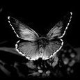 ButterflyHaleigh