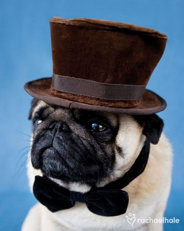 413c954e705ec613891a0da621b49024--top-hats-pug-dogs.jpg