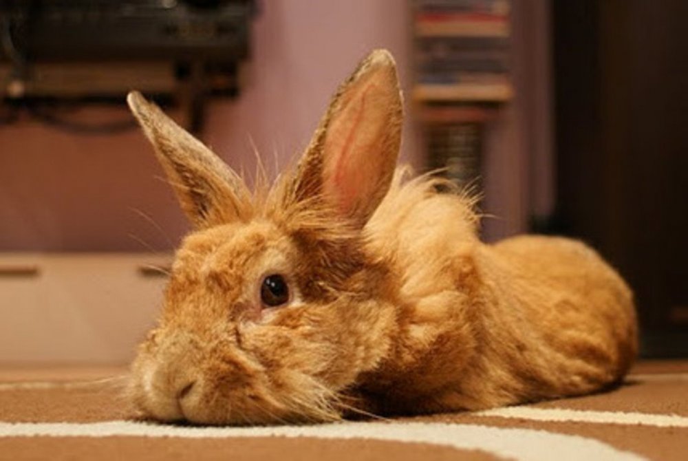 bunny-rabbits-the-perfect-pet.jpg