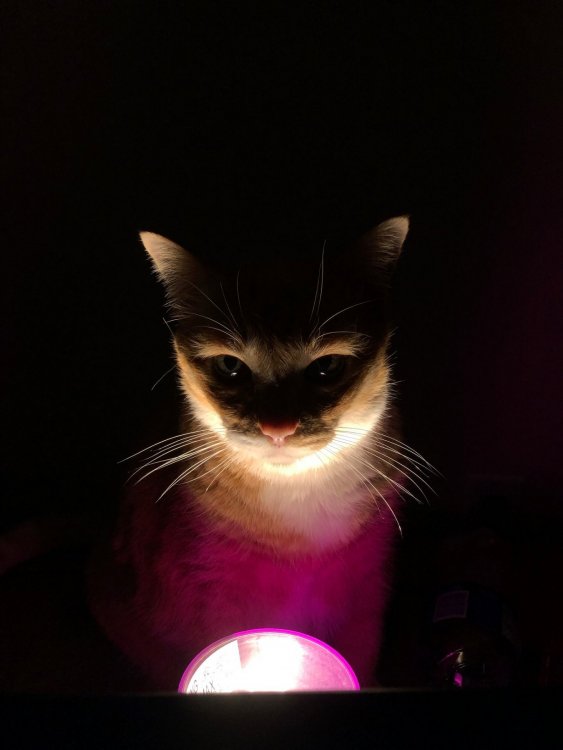 Sorcerer_cat.thumb.jpg.297ada321ba8d0b9181ea6c80be96018.jpg