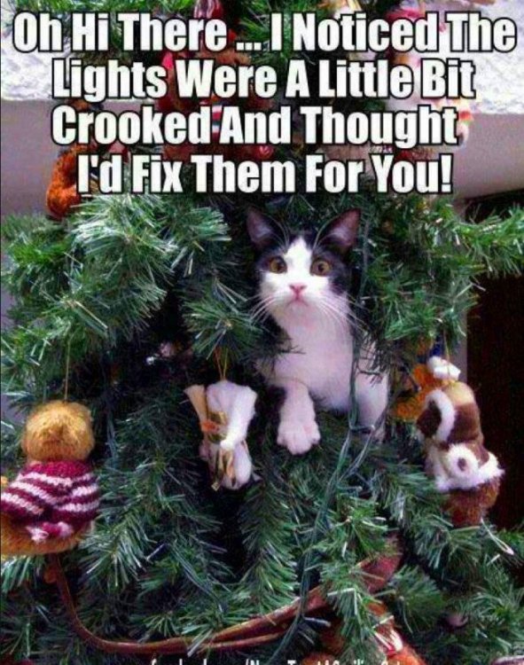 Cat-in-christmas-tree-meme-700x889.jpg