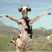 Kung Fu Cow
