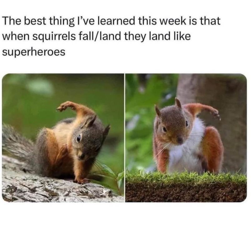 Super_Squirrel_Landing.thumb.jpg.b9532352692bc019099ce4044082939e.jpg